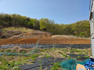 윤석은님의 고구마 · 영농일지 작성글 사진