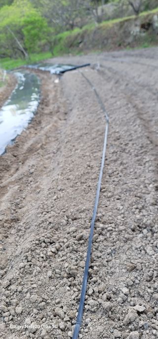 열정님의 고추 · 영농일지 작성글 사진