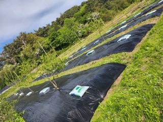 김진영님님의 기타작물 · 영농일지 작성글 사진