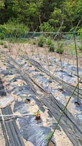 팜모닝 기타작물·영농일지 게시글 이미지