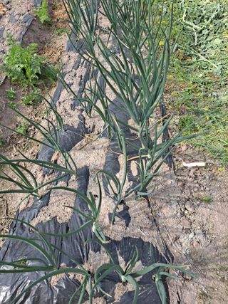 박미스터님의 마늘 · 영농일지 작성글 사진