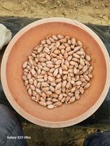 팜모닝 기타작물·영농일지 게시글 이미지