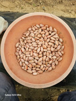 박명흠 님의 기타작물 · 영농일지 작성글 사진