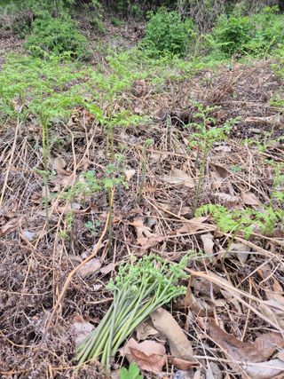 김옥조님의 기타작물 · 영농일지 작성글 사진