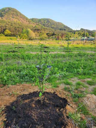 김진영님님의 기타작물 · 영농일지 작성글 사진