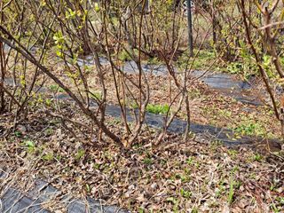 황인근님의 블루베리 · 영농일지 작성글 사진