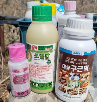 김지철님의 마늘 · 영농일지 작성글 사진