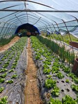 팜모닝 기타작물·영농일지 게시글 이미지