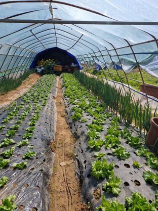 김영준님의 기타작물 · 영농일지 작성글 사진