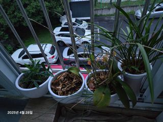 Captain김상곤님의 호박 · 영농일지 작성글 사진