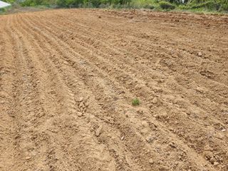 박병한님의 참깨 · 영농일지 작성글 사진