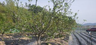 박상중님의 포도 · 영농일지 작성글 사진