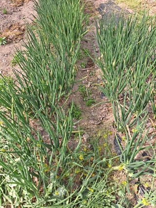 박미스터님의 마늘 · 영농일지 작성글 사진