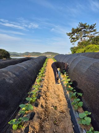 곽행남님의 호박 · 영농일지 작성글 사진