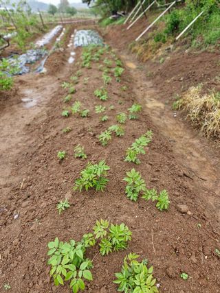 김영준님의 기타작물 · 영농일지 작성글 사진