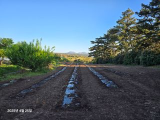 Captain김상곤님의 호박 · 영농일지 작성글 사진