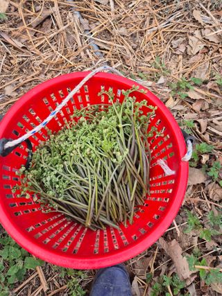 김옥조님의 기타작물 · 영농일지 작성글 사진