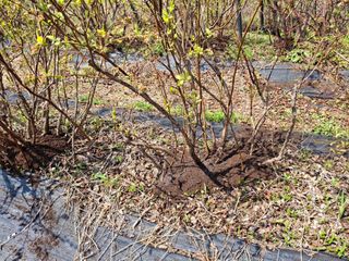 황인근님의 블루베리 · 영농일지 작성글 사진