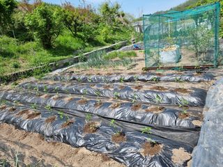 낙엽교목류14371님의 기타작물 · 영농일지 작성글 사진