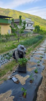 팜모닝 기타작물·영농일지 게시글 이미지