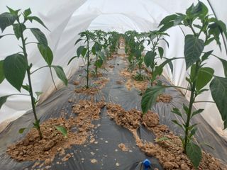 박린님의 고추 · 영농일지 작성글 사진