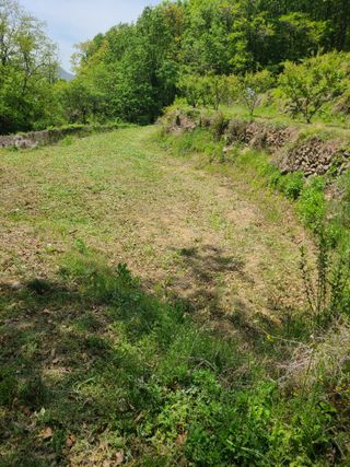 만청님의 자두 · 영농일지 작성글 사진