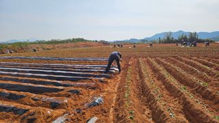 햇살처럼영농조합님의 기타작물 · 영농일지 작성글 사진