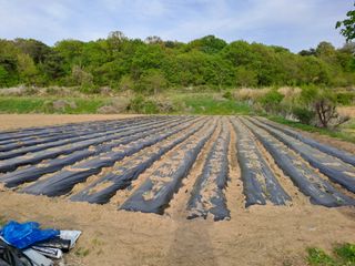 박ㅇ님의 배추 · 영농일지 작성글 사진