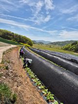 팜모닝 호박·영농일지 게시글 이미지