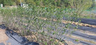 박상중님의 포도 · 영농일지 작성글 사진