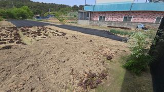 김영한님의 상추 · 영농일지 작성글 사진