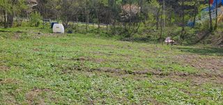 변호연님의 두릅 · 영농일지 작성글 사진