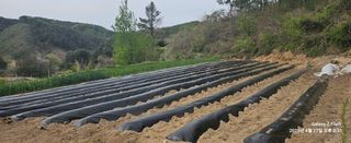 장두원님의 기타작물 · 영농일지 작성글 사진