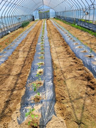 민원배님의 고추 · 영농일지 작성글 사진