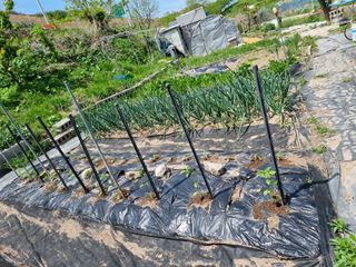 낙엽교목류14371님의 기타작물 · 영농일지 작성글 사진