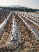 팜모닝 기타작물·영농일지 게시글 이미지