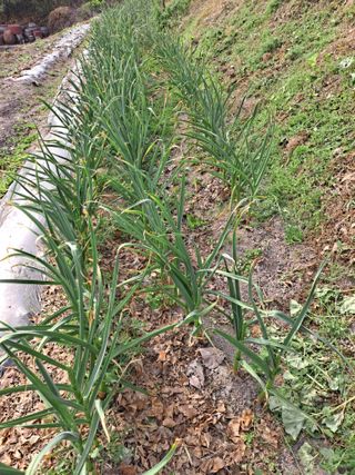 박미스터님의 마늘 · 영농일지 작성글 사진