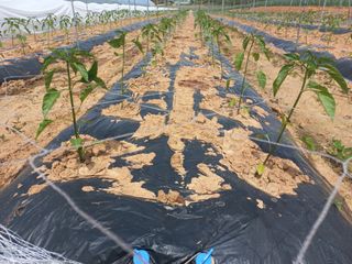 박린님의 고추 · 영농일지 작성글 사진