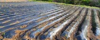 고구마15091님의 기타작물 · 영농일지 작성글 사진