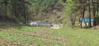 변호연님의 두릅 · 영농일지 작성글 사진