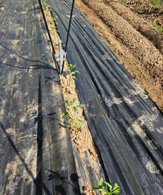 멧돼지님의 기타작물 · 영농일지 작성글 사진