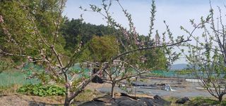 박상중님의 포도 · 영농일지 작성글 사진