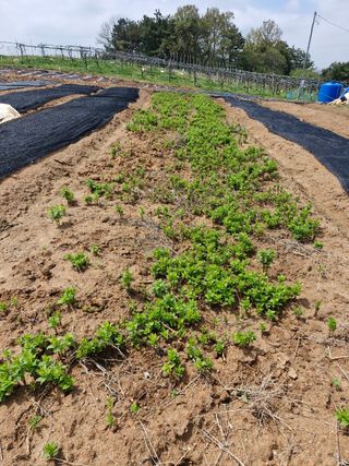 김영준님의 기타작물 · 영농일지 작성글 사진