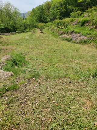 만청님의 자두 · 영농일지 작성글 사진