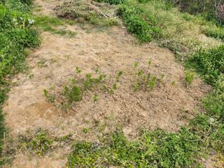 김진영님님의 기타작물 · 영농일지 작성글 사진