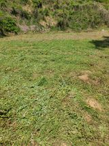 팜모닝 자두·영농일지 게시글 이미지