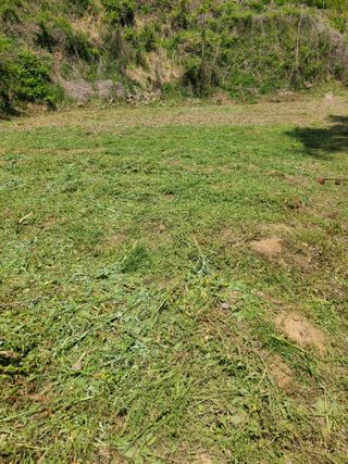 만청님의 자두 · 영농일지 작성글 사진