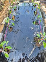 팜모닝 고추·영농일지 게시글 이미지