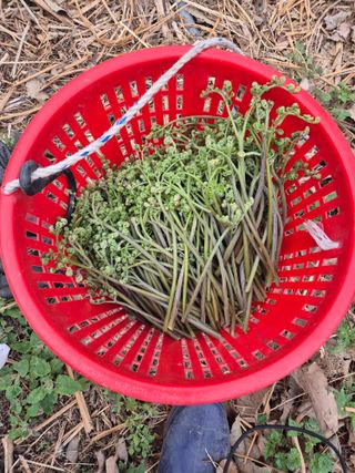 김옥조님의 기타작물 · 영농일지 작성글 사진