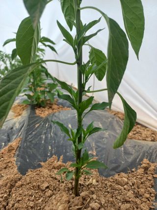 박린님의 고추 · 영농일지 작성글 사진